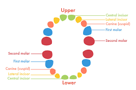 Teething Chart Baby Sada Margarethaydon Com