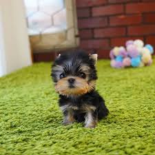 miniature yorkie puppy