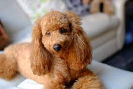 70 cute and cly poodle names