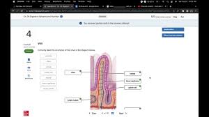 hw ch 34 digestive systems and