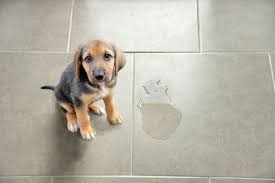 dog friendly floorings available