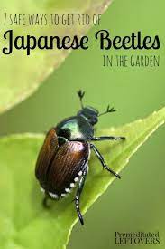 Japanese beetles (popillia japonica) were not much of a problem in the united states until about 1919, when this ravenous native of japan began a serious invasion, probably after hitchhiking. 7 Safe Ways To Get Rid Of Japanese Beetles In The Garden