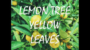 indoor lemon tree yellow leaves you
