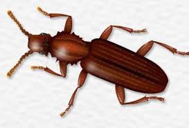 red flour beetle identification and