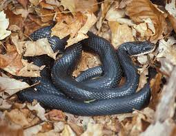snake facts missouri department of