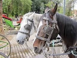 Image result for Working Horses Jigsaw Puzzle