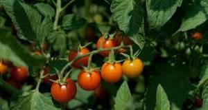 can-i-grow-cherry-tomatoes-from-the-seeds-inside