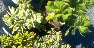 Although the plant can reach the length of about 2 meters or so, you can. Types Of Jade Plants Crassula With Pictures Names Plant Care