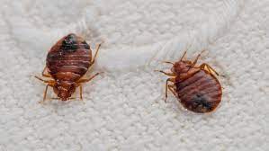 How to get rid bedbugs