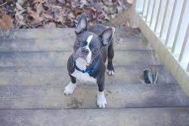 how to train a boston terrier 13
