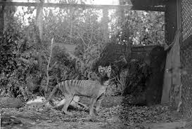 In 1921 the museum was the first publisher of burrell's photo of a thylacine with an animal in its mouth. If The Thylacine Is Extinct Does It Matter If Harry Burrell S Was Real The Australian Museum Blog