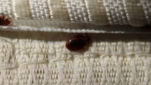 how to spot bedbugs while traveling and