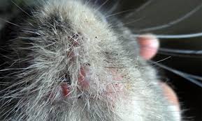 feline acne causes symptoms