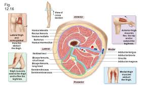 Cross sectional anatomy, timothy f. Chapter 12 Appendicular Muscles Ppt Video Online Download