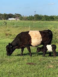 Oreo Cows for Sale - Oreo Cows / Belted Galloway Cattle