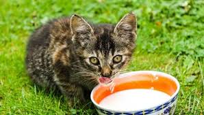 Though our carnivorous cats are not biologically designed to eat plant foods, strawberries are some of the fruits that cats can actually handle, if fed in moderation. Can Cats Eat Strawberries What To Know About Feeding Cats Fruit