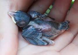when to help a baby bird and when to