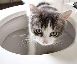 Seven Steps To Toilet Training Your Cat