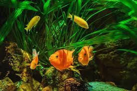 the life span of a parrot cichlid
