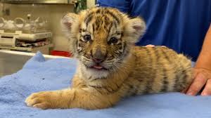 5 siberian tiger cubs