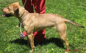 One way to determine the ancestry of your mixed breed is through a dna test. Dog For Adoption Cathy A German Shepherd Dog American Staffordshire Terrier Mix In Saluda Va Petfinder