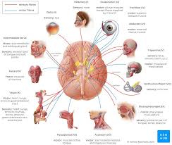 Cranial Nerves Anatomy Names Functions And Mnemonics Kenhub