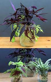 Grow Beautiful Indoor Plants In Water