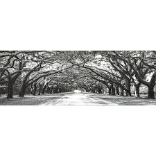 Oak Tree Path Canvas Wall Art 60x20