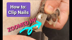 t small dog s nails close up