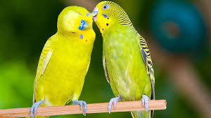 bird parrot beak parakeet budgie