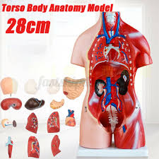 Learn about upper torso anatomy lab with free interactive flashcards. 26 Parts Human Upper Body Torso Medical Anatomical Anatomy Model Life Size For Sale Ebay
