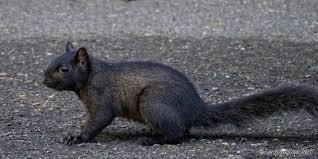 Are Black Squirrels Common in the Bay Area? -