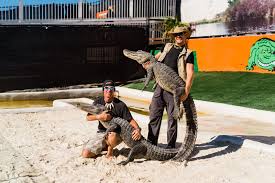 florida alligator park join the wild