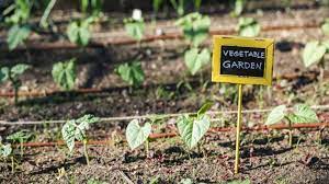 what is a community garden benefits
