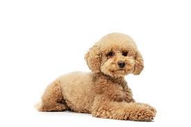 toy poodles distinctive traits charm