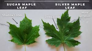 maple tree identification a complete