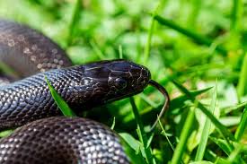 Lantas, apa yang bisa mencegah ular masuk ke rumah? Ular Masuk Rumah Ini 10 Tips Pencegahan Anda Boleh Cuba Propertyguru Malaysia