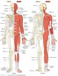 The human body, including our muscles and bones, requires physical stress in order to get stronger and grow. The Muscular Skeletal System Is The Combination Of The Muscular And Skeletal Systems Skeletal And Muscular System Muscular System Anatomy Human Skeletal System