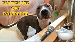 how to bathe a pit bull terrier dog
