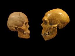 Neanderthal man — Astronoo