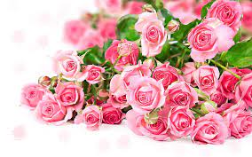 pink rose flower bouquet romantic