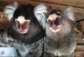 Check spelling or type a new query. Rochester Couple With Four Marmoset Monkeys Back Rspca Calling For Ownership Licences For The Keeping And Trade Of Primates As Pets
