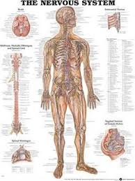 The Nervous System Anatomical Chart Anatomical Chart