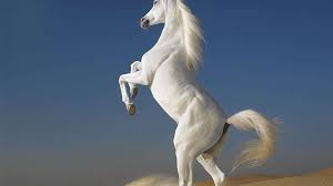 arabian horse high definition wallpaper