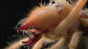 There are many legends out there about them being extremely. Bbc Earth Inside The Jaws Of Camel Spiders