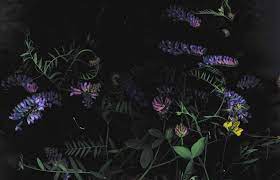 Dark blue : Dark Floral Computer Wallpaper