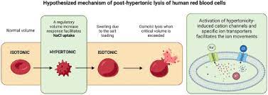 is post hypertonic lysis of human red