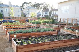 growing food in raised garden beds