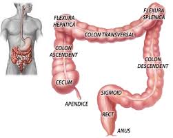 Imagini pentru tub digestiv om