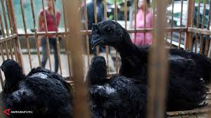 Penelusuran gambar paling menyeluruh di web. 4 Ayam Termahal Asli Indonesia Harganya Rp 40 Juta Per Ekor Bisnis Liputan6 Com